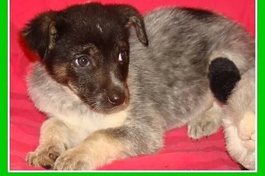 AISZKI,szczeniaczki 3 mies. suczki 16 kg docelowo,