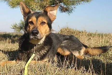 ABIS - piękny, dzielny, w potrzebie, mazowieckie Warszawa