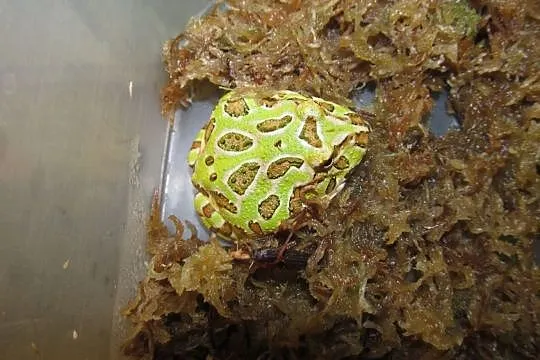 Żaba rogata Bytom, Bytom