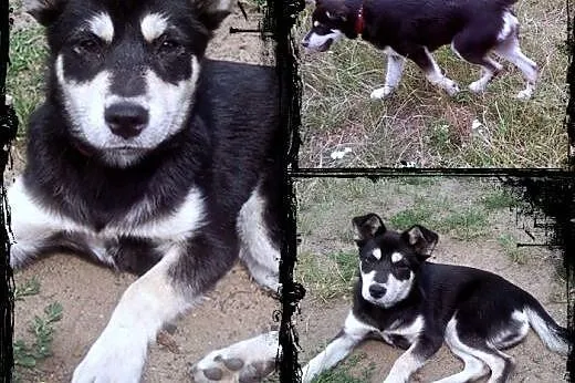 SAKE- kochany szczeniak mix husky do adopcji,  świ