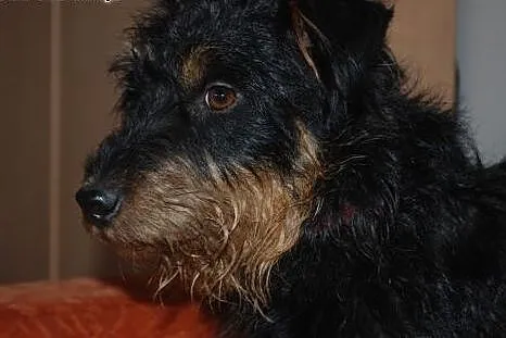 Terierek niemiecki Rocky szuka domu,  mazowieckie 