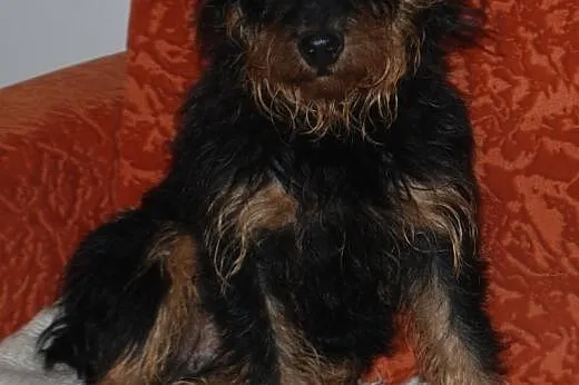 Terierek niemiecki Rocky szuka domu,  mazowieckie 