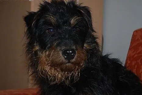 Terierek niemiecki Rocky szuka domu,  mazowieckie 