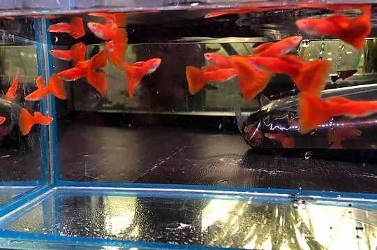 Gubik Full Red Albino