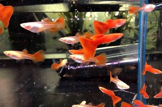 Gubik Full Red Albino, Łódzkie, Justynów