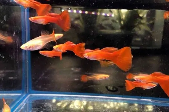 Gubik Full Red Albino, Łódzkie, Justynów