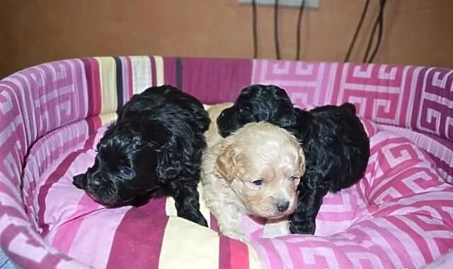 SHIHPOO, Shih Tzu, Pudel , shih poo