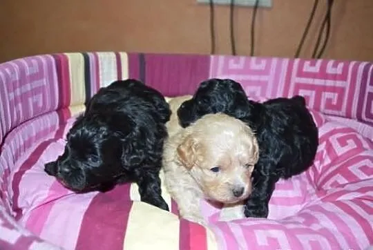SHIHPOO, Shih Tzu, Pudel , shih poo