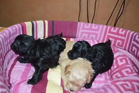SHIHPOO, Shih Tzu, Pudel , shih poo