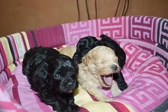 SHIHPOO, Shih Tzu, Pudel , shih poo