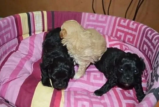 SHIHPOO, Shih Tzu, Pudel , shih poo