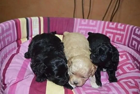 SHIHPOO, Shih Tzu, Pudel , shih poo