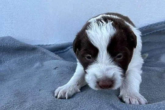 Suczka Border Collie, Łódzkie, Pajęczno