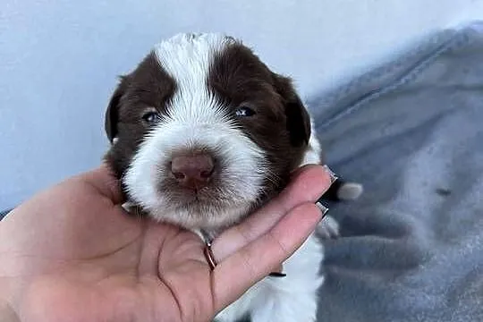 Suczka Border Collie, Łódzkie, Pajęczno