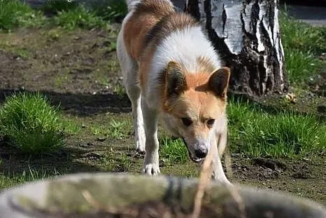 Ocal młodego Liska przed złym schroniskiem daj mu wspaniały domek,  Kundelki cała Polska