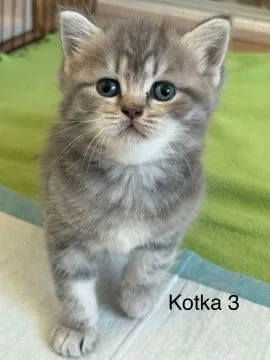 Kocięta szkockie zwisłouchy i prostouchy szukają domku, , Gdynia
