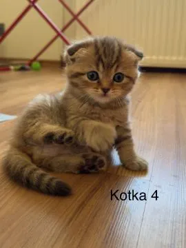 Kocięta szkockie zwisłouchy i prostouchy szukają domku