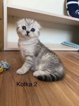 Kocięta szkockie zwisłouchy i prostouchy szukają domku, , Gdynia