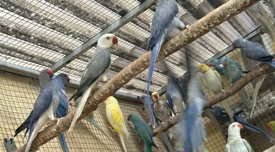 Aleksandertta Obrożna roczniki 23;24;25  piekne ptaki polecam, , Ciechanów