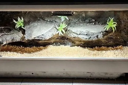 Terrarium hodowlane dla żółwia greckiego gekona lamparciego