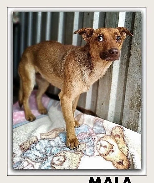 MALA,średnia,łagodna,nieśmiała,sterylizowana suczka.ADOPCJA, Łódzkie, Łódź