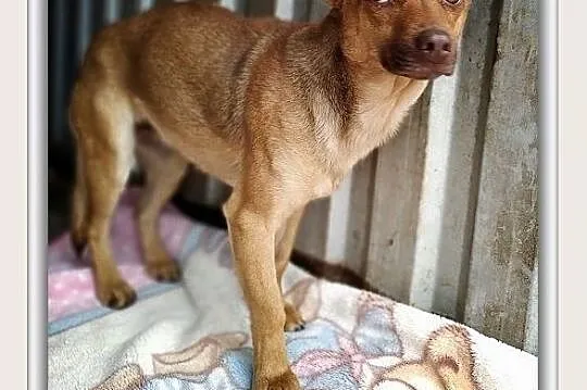 MALA,średnia,łagodna,nieśmiała,sterylizowana suczka.ADOPCJA, Łódzkie, Łódź