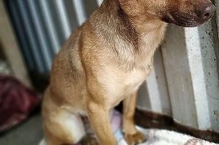 MALA,średnia,łagodna,nieśmiała,sterylizowana suczka.ADOPCJA, Łódzkie, Łódź