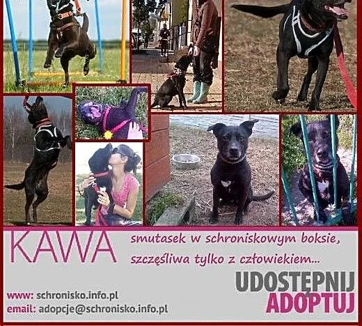 KAWA baaardzo pilnie szuka rąk do głaskania!!!!,