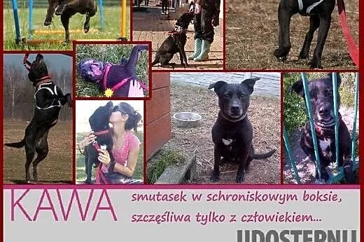 KAWA baaardzo pilnie szuka rąk do głaskania!!!!,  