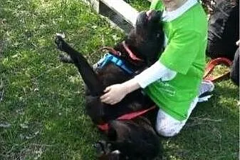 KAWA baaardzo pilnie szuka rąk do głaskania!!!!,  
