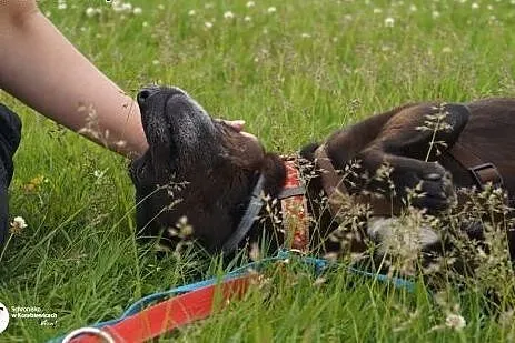 KAWA baaardzo pilnie szuka rąk do głaskania!!!!,  