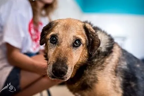 Pokochaj smutnookiego LANERA - senior szuka Domu!,  mazowieckie Warszawa