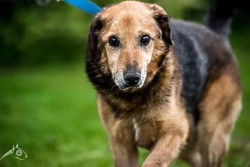 Pokochaj smutnookiego LANERA - senior szuka Domu!,