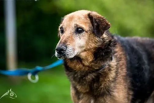 Pokochaj smutnookiego LANERA - senior szuka Domu!,