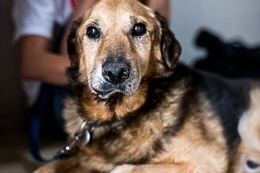 Pokochaj smutnookiego LANERA - senior szuka Domu!,