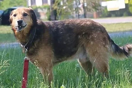 Pokochaj smutnookiego LANERA - senior szuka Domu!,