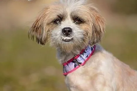 Kola &#8211; ok. 2 letnia sunia SHIH TZU mix, 