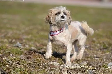 Kola &#8211; ok. 2 letnia sunia SHIH TZU mix, 