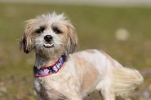 Kola &#8211; ok. 2 letnia sunia SHIH TZU mix, 