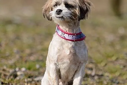 Kola &#8211; ok. 2 letnia sunia SHIH TZU mix, 