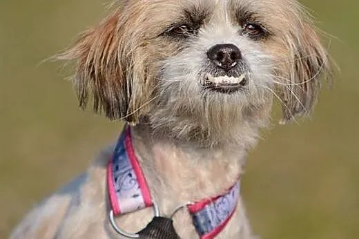 Kola &#8211; ok. 2 letnia sunia SHIH TZU mix, 