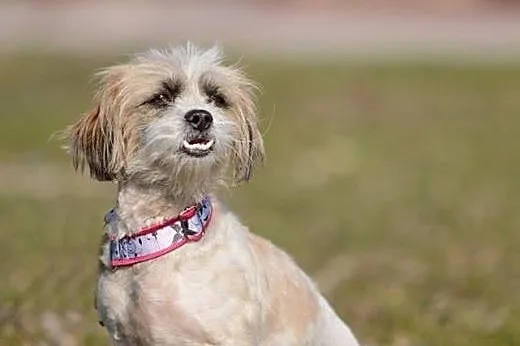Kola &#8211; ok. 2 letnia sunia SHIH TZU mix, 