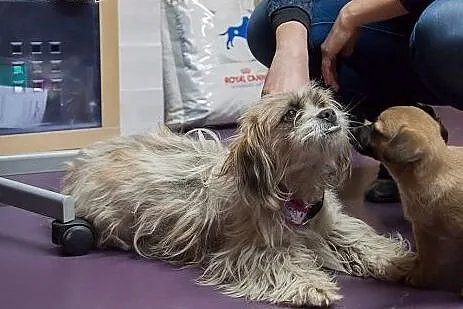 Kola &#8211; ok. 2 letnia sunia SHIH TZU mix, 