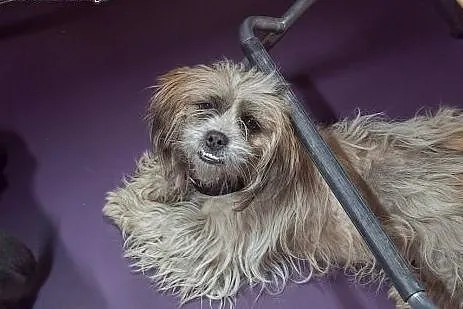Kola &#8211; ok. 2 letnia sunia SHIH TZU mix, 