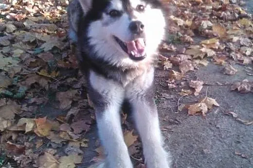 Alex, mix husky, pilnie szuka odpowiedzialnego domu...,  mazowieckie Warszawa