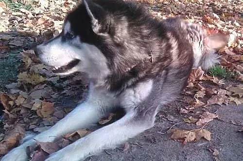 Alex, mix husky, pilnie szuka odpowiedzialnego dom