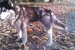 Alex, mix husky, pilnie szuka odpowiedzialnego dom