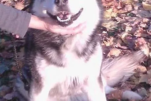 Alex, mix husky, pilnie szuka odpowiedzialnego dom