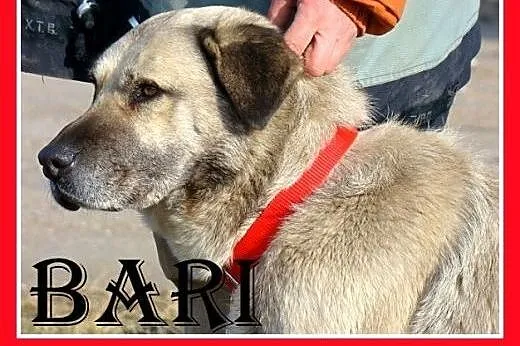 38kg,przyjazny,spokojny,płowy,szczepiony pies BARI.Adopcja,  małopolskie Kraków