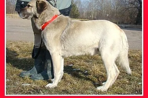 38kg,przyjazny,spokojny,płowy,szczepiony pies BARI